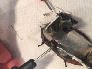 Control a Cockroach with Arduino for under $30 schematics